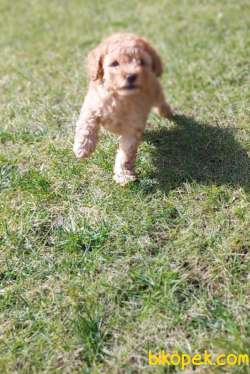 Toy-Poodle 4