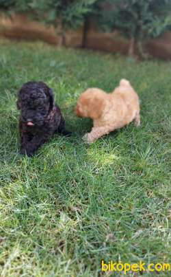 Toy-Poodle 4