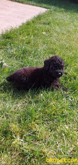 Toy-Poodle 4