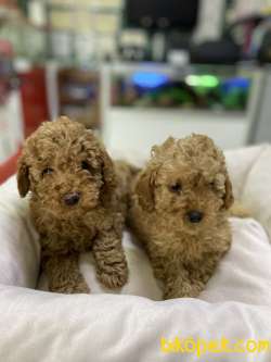 Toy-Poodle 5