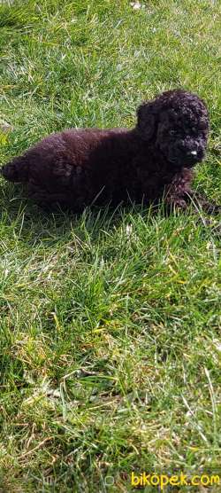 Toy-Poodle 2