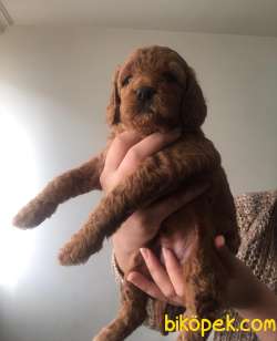 Toy Poodle 1