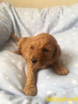 Toy Poodle 4
