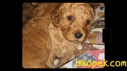 Toy Poodle 2