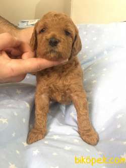 Toy Poodle 3