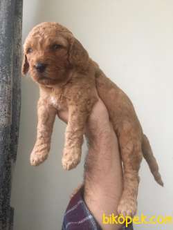 Toy Poodle 5