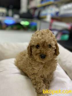 Toy-Poodle 1