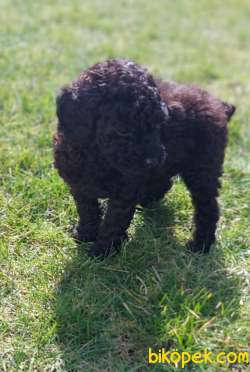 Toy-Poodle 4