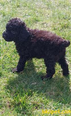 Toy-Poodle 4