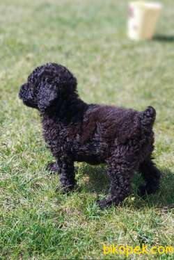 Toy-Poodle 2