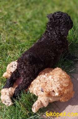 Toy-Poodle 3