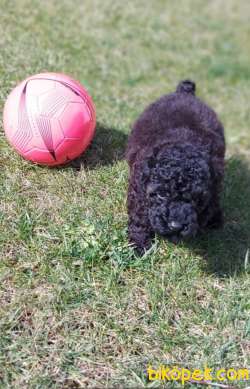 Toy-Poodle 5