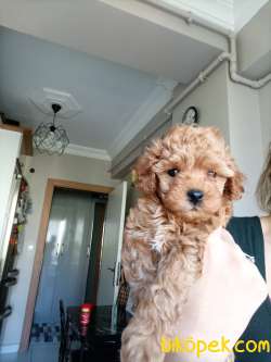 Toy Poodle 3