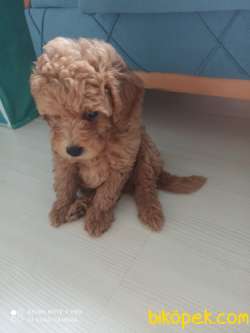Toy Poodle 4