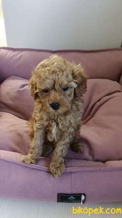 Toy Poodle 5