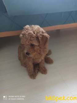 Toy Poodle 2