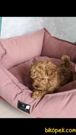 Toy Poodle 1