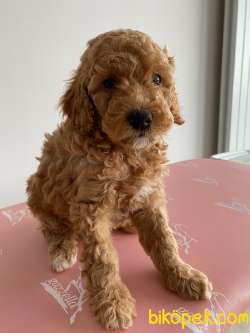TOY POODLE 5