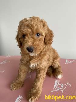 TOY POODLE 4