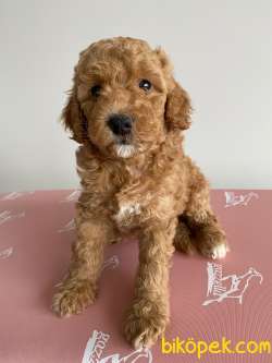 TOY POODLE 1
