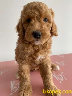 TOY POODLE 2