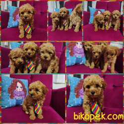 Toy Poodle 1