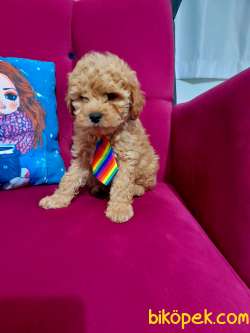 Toy Poodle 3