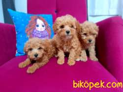 Toy Poodle 4