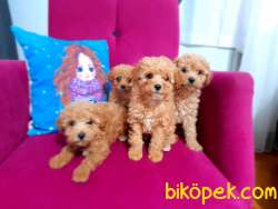 Toy Poodle 2