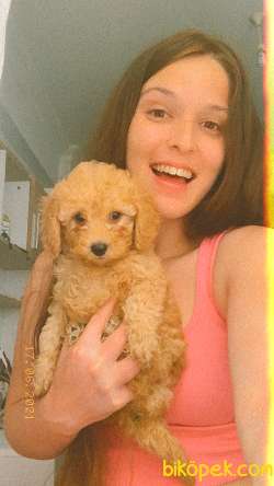 TOY POODLE 5
