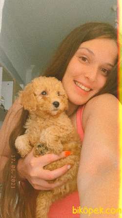 TOY POODLE 4