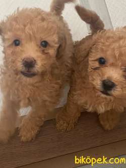 Toy Poodle 2