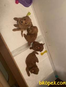 Toy Poodle 3