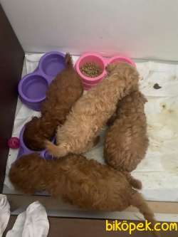 Toy Poodle 1