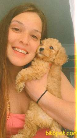 Toy Poodle 2