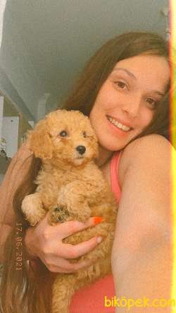 Toy Poodle 1