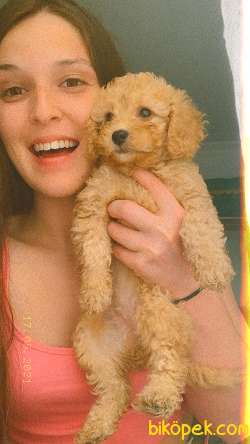 Toy Poodle 4