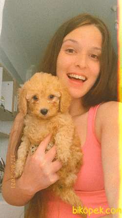 Toy Poodle 3