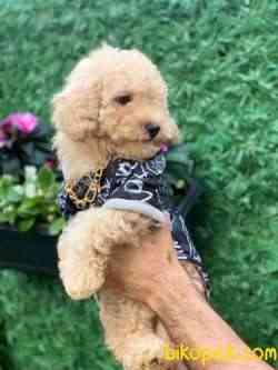 TOY POODLE 2