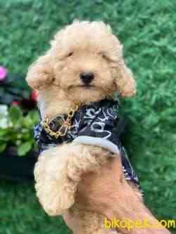 TOY POODLE 4