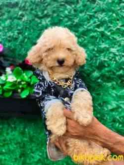 TOY POODLE 1