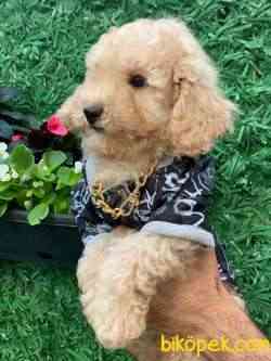 TOY POODLE 3