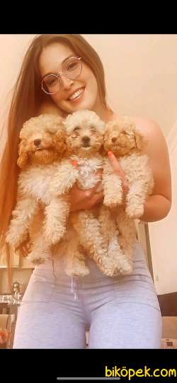 Toy Poodle 2