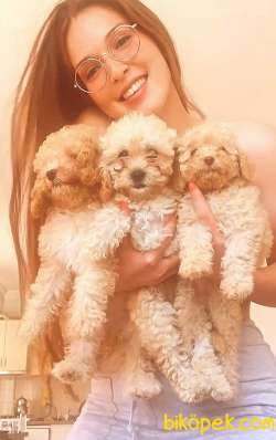 Toy Poodle 1