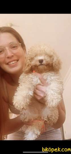 Toy Poodle 3