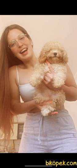 Toy Poodle 4