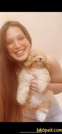 Toy Poodle 5