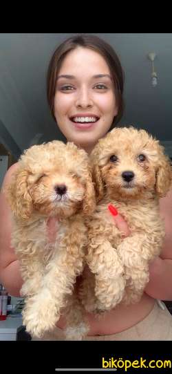 Toy Poodle 2