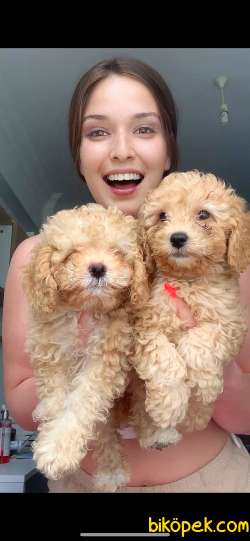 Toy Poodle 4