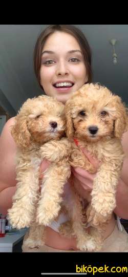 Toy Poodle 1